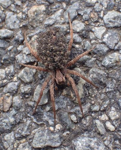 Alopecosa inquilina